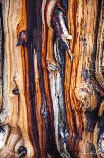 Bristlecone Pine-9160